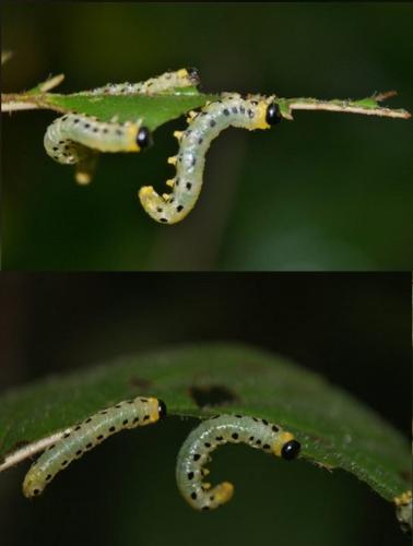 Nematus septentrionalis